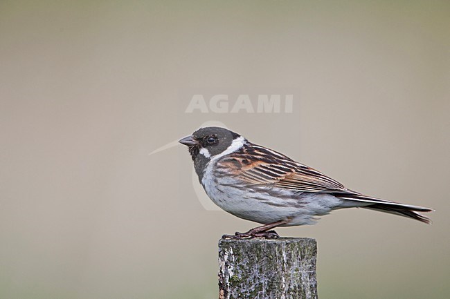 Mannetje Rietgors; Male Common Reed Bunting stock-image by Agami/Rob Olivier,