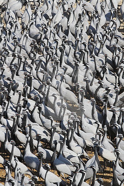 Jufferkraan; Demoiselle Crane (Anthropoides virgo) stock-image by Agami/James Eaton,