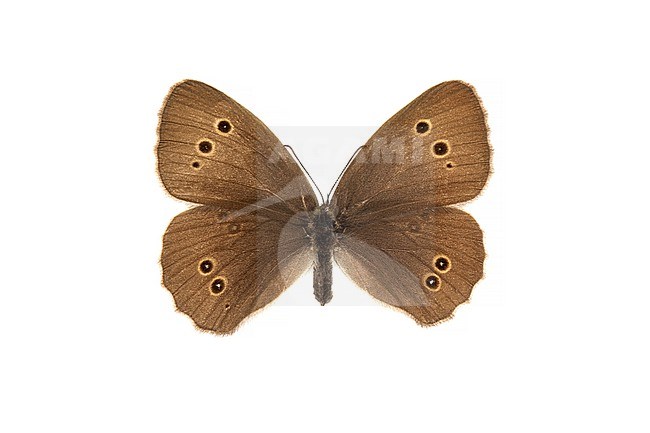 Ringlet, Koevinkje, Aphantopus hyperantus stock-image by Agami/Wil Leurs,