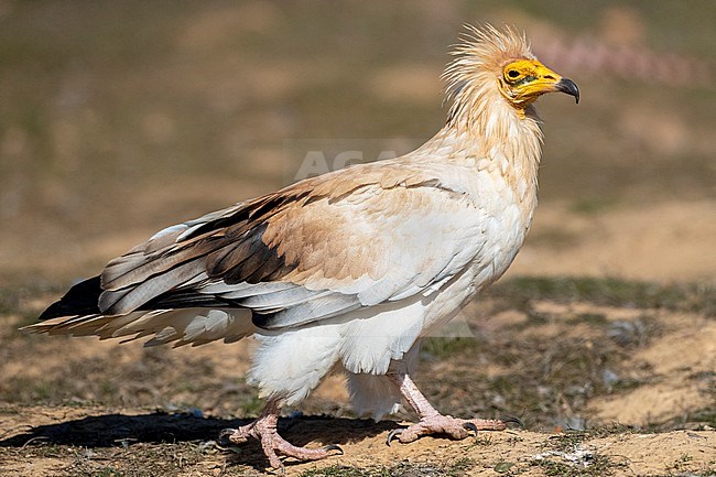 Adult Egyptian Vulture (Neophron percnopterus) in Extremadura, Spain. Walking on the ground. stock-image by Agami/Marc Guyt,