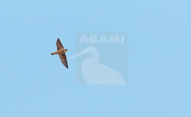 Eurasian Crag Martin (Ptyonoprogne rupestris) in flight against a blue sky in Spain. Seen from above. stock-image by Agami/Marc Guyt,