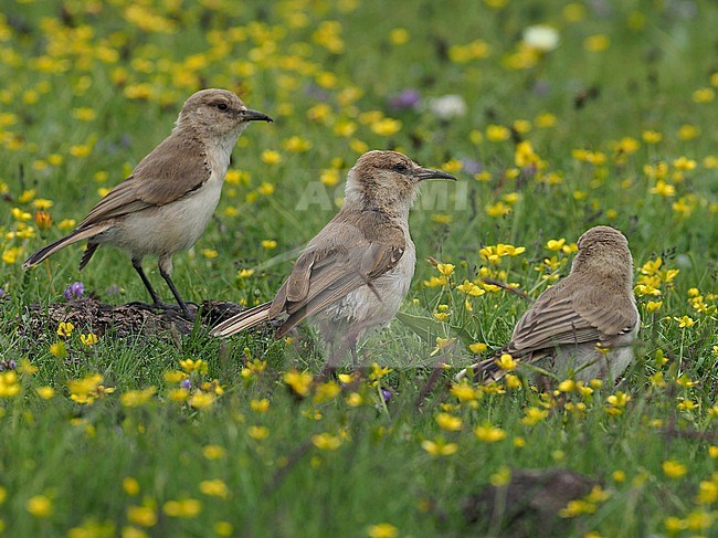 Ground Tit (Pseudopodoces humilis) on Tibetan plateau, Qinghai, China. Also known as Tibetan ground-tit or Hume's ground-tit. stock-image by Agami/James Eaton,