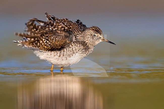 Wood Sandpiper (Tringa glareola) during migration in Italy. Bathing itself in shallow water. stock-image by Agami/Daniele Occhiato,