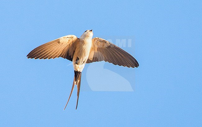 Adult Red-rumped Swallow (Cecropis daurica) in flight against a blue sky as background during spring on the  Aegean island Lesvos in Greece. Seen from below in akward pose. stock-image by Agami/Marc Guyt,