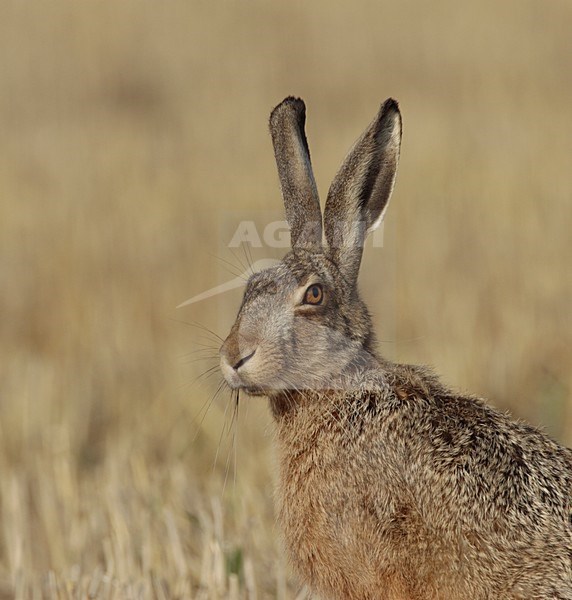 Europese Haas in zit; European Hare in rest stock-image by Agami/Reint Jakob Schut,