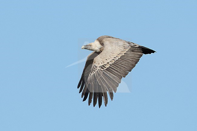 Adult Griffon Vulture (Gyps fulvus) in flight in the blue sky shown from side stock-image by Agami/Mathias Putze,