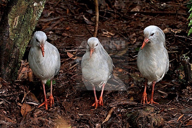 Three Kagu’s (Rhynochetos jubatus) is a crested, long-legged, and bluish-grey bird endemic to the dense mountain forests of New Caledonia. stock-image by Agami/Pete Morris,