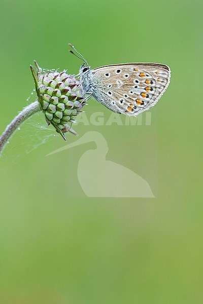 Female Common Blue stock-image by Agami/Wil Leurs,