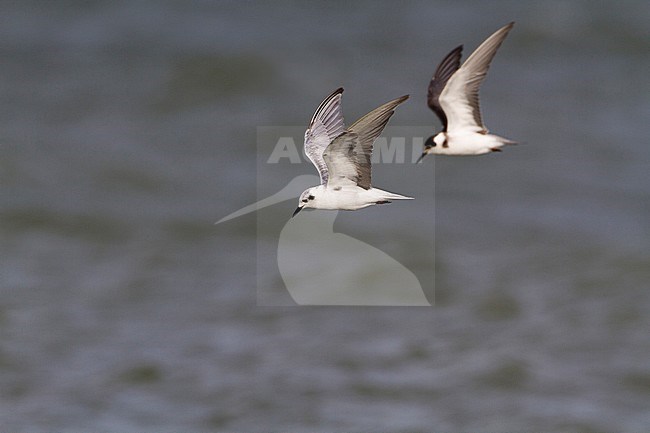 White-winged tern (Chlidonias leucopterus) flying with Black Tern. Adult moulting from summer to winterplumage. Almere, Netherlands. stock-image by Agami/Karel Mauer,