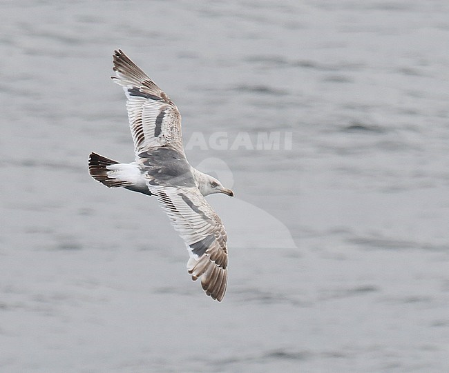 Slaty-backed Gull (Larus schistisagus) during late spring in north east Russia. stock-image by Agami/Laurens Steijn,