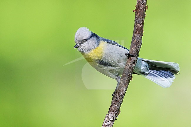 Yellow-breasted Tit - Lasurmeise - Cyanistes cyanus ssp. flavipectus, Kyrgyzstan, adult stock-image by Agami/Ralph Martin,