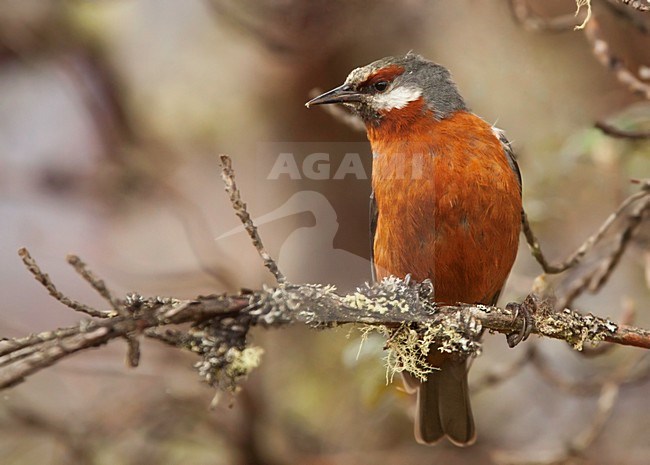 Giant Conebill (Conirostrum binghami) perched on branch stock-image by Agami/Dubi Shapiro,