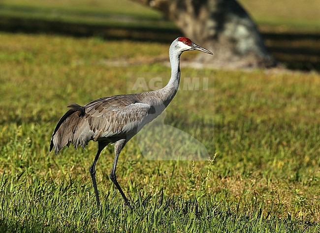 immature Sandhill Crane (Antigone canadensis) at Three lakes WMA, Florida, USA. stock-image by Agami/Aurélien Audevard,