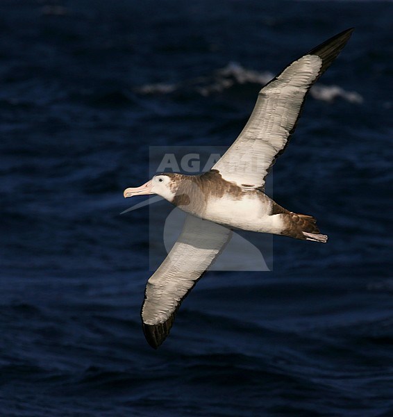Critically endangered Tristan Albatross (Diomedea dabbenena) in flight at sea off Gough island. Immature bird. stock-image by Agami/Marc Guyt,
