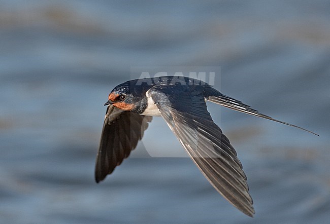 Boerenzwaluw vliegend boven water; Barn Swallow flying over water stock-image by Agami/Jari Peltomäki,