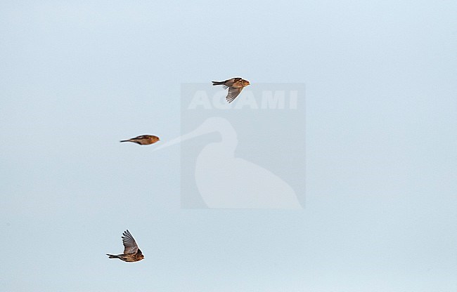 Winter Twite (Carduelis flavirostris) in the Slufter on Texel in the Netherlands. Three Twites in flight. stock-image by Agami/Marc Guyt,