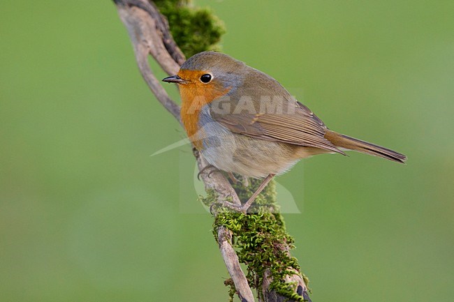 Roodborst op een tak, European Robin on a branch stock-image by Agami/Daniele Occhiato,