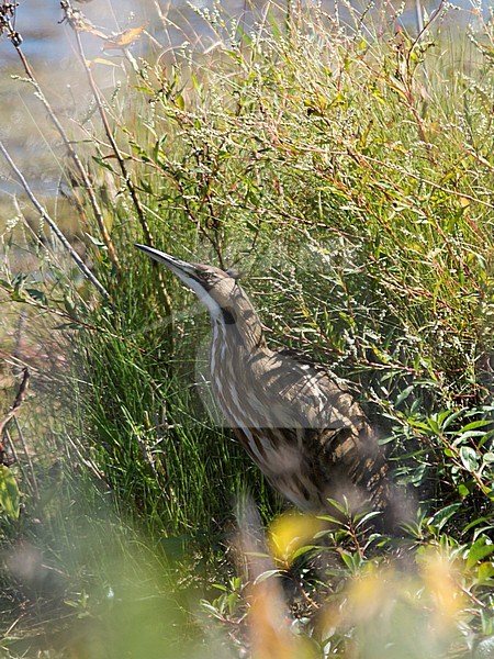 Side view of an adult American Bittern (Botaurus lentiginosus) standing in the reed beds. USA stock-image by Agami/Markku Rantala,