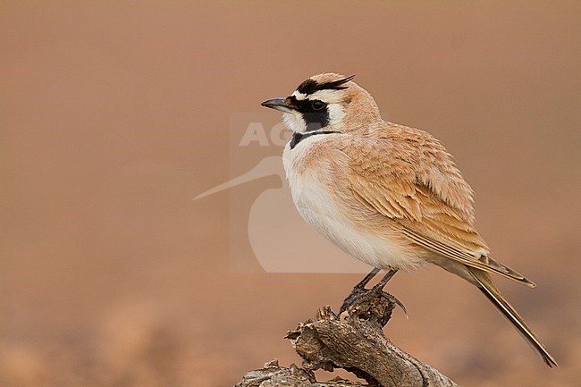 Temminck's Horned Lark - Saharaohrenlerche - Eremophila bilopha, Morocco stock-image by Agami/Ralph Martin,