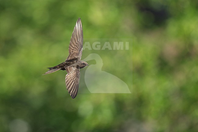 Common Swift (Apus apus) flying agains green background in Bulgaria. stock-image by Agami/Marcel Burkhardt,