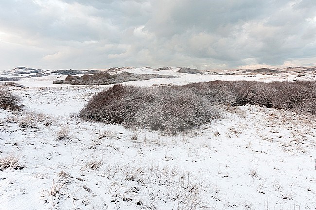 Snowy dunes at Nationaal Park Hollandse Duinen stock-image by Agami/Marc Guyt,