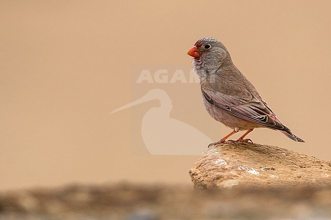 Male Trumpeter Finch (Bucanetes githagineus) perched stock-image by Agami/Dubi Shapiro,