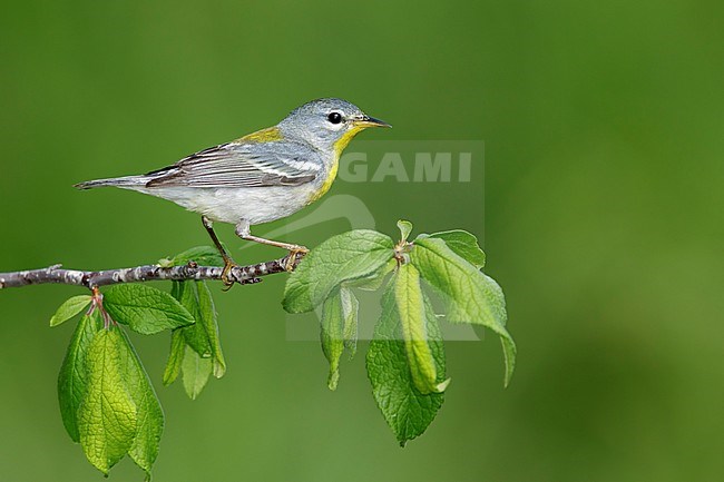 Adult female
Galveston Co., TX
April 2017 stock-image by Agami/Brian E Small,