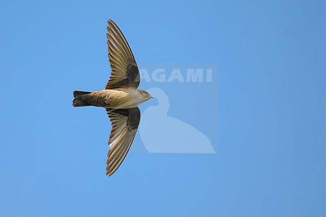 Crag Martin, Ptyonoprogne rupestris, in Italy. stock-image by Agami/Daniele Occhiato,