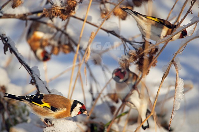 Putter foeragerend op zaden in sneeuw; Goldfinch foraging on seeds with snow stock-image by Agami/Markus Varesvuo,