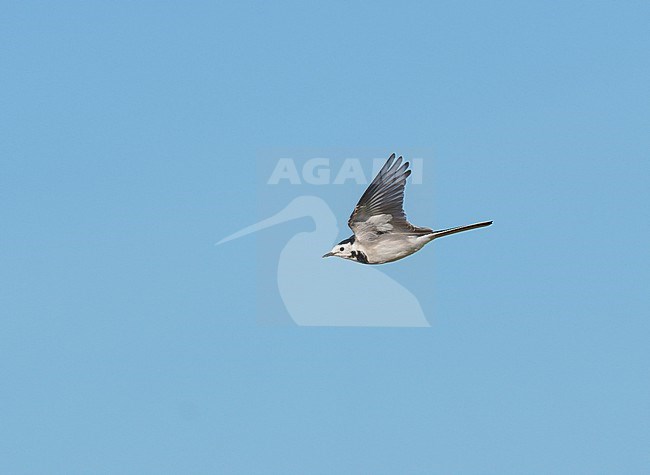 White Wagtail (Motacilla alba) on autumn migration flying against blue sky showing underwing in side view stock-image by Agami/Ran Schols,