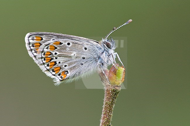 Bruin blauwtje / Brown Argus (Aricia agestis) stock-image by Agami/Wil Leurs,