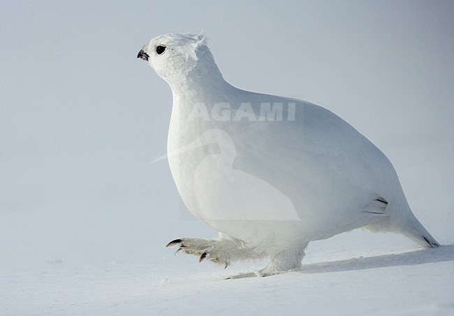 Moerassneeuwhoen in winterkleed in de sneeuw; Willow Ptarmigan in winter plumage in the snow stock-image by Agami/Markus Varesvuo,