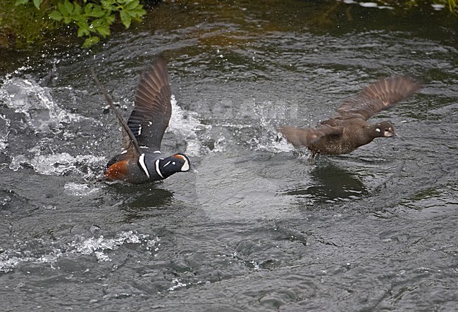 Paartje Harlekijneenden; Pair of Harlequin Ducks stock-image by Agami/Markus Varesvuo,