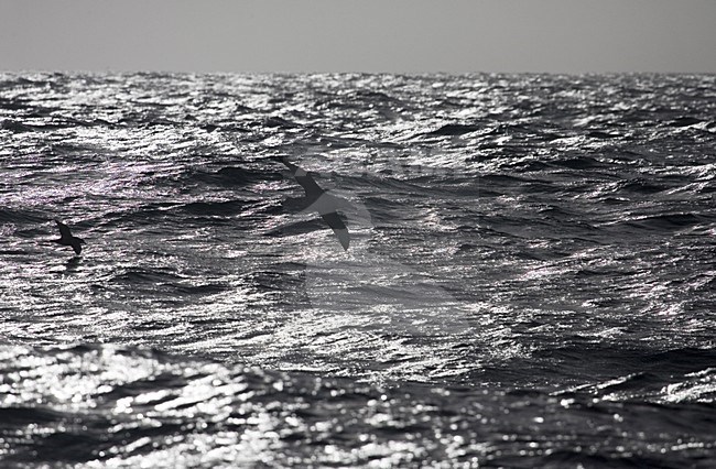 Snowy (Wandering) Albatross flying; Grote Albatros vliegend stock-image by Agami/Marc Guyt,