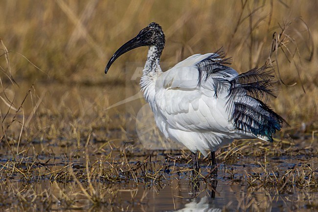 Heilige Ibis; Sacred Ibis stock-image by Agami/Daniele Occhiato,