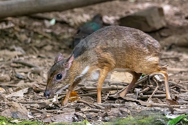 Mouse deer, Tragulus kanchil stock-image by Agami/Hans Germeraad,