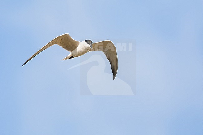 Adult Gull-billed Tern (Gelochelidon nilotica) in flight over Greek island Lesvos during spring migration. stock-image by Agami/Marc Guyt,