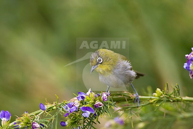 Cape White-eye (Zosterops virens) foraging in scrub along the cape near Cape Town. stock-image by Agami/Marc Guyt,