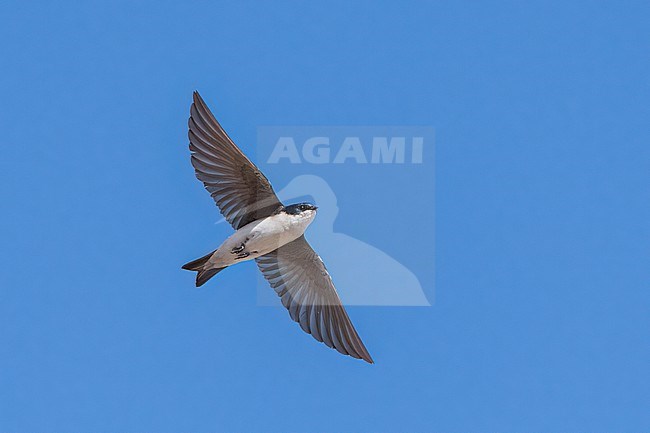 Adult male
Imperial Co., CA
April 2022 stock-image by Agami/Brian E Small,