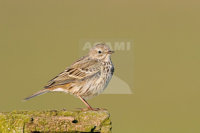  stock-image by Agami/Menno van Duijn,