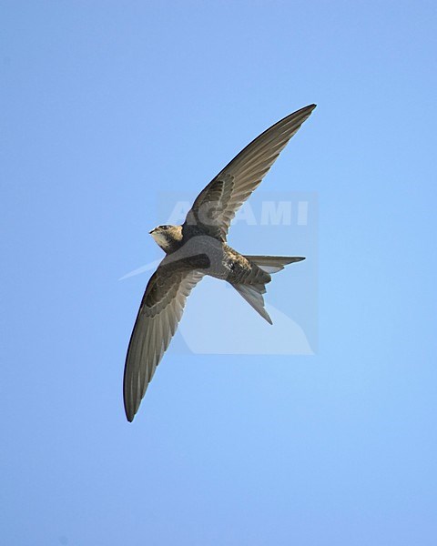 Gierzwaluw in de vlucht; Common Swift in flight stock-image by Agami/Markus Varesvuo,