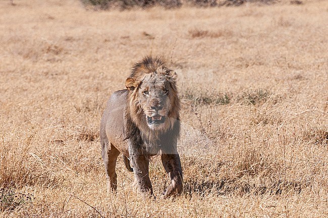 Portrait of a male lion, Panthera leo, walking in the savanna. Savuti, Chobe National Park, Botswana. stock-image by Agami/Sergio Pitamitz,
