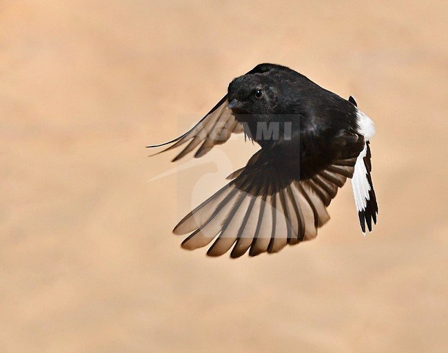 Basalt Wheatear (Oenanthe warriae) wintering in Israel. stock-image by Agami/Eduard Sangster,