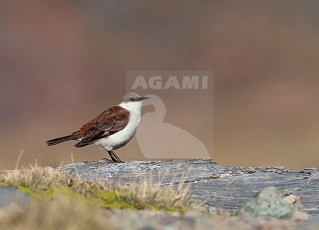 Critically endangered White-bellied Cinclodes (Cinclodes palliatus) in a high Andes bog near Marcapomacocha in peru. stock-image by Agami/Marc Guyt,