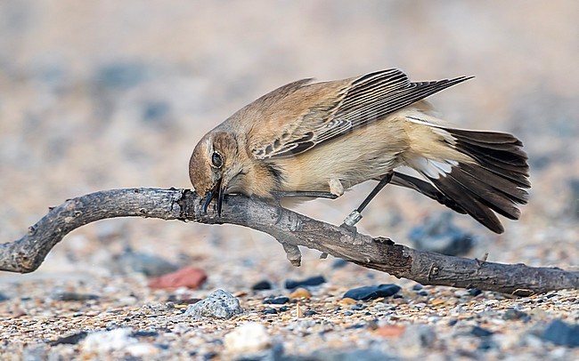 Female first-winter Desert Wheatear sitting on the sand at La Panne beach, West Flanders, Belgium. December 09, 2017. stock-image by Agami/Vincent Legrand,