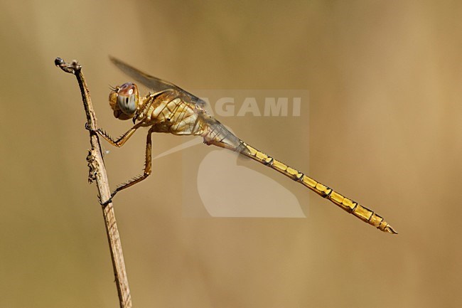 Mannetje Orthetrum angustiventre, Male Many-celled Skimmer stock-image by Agami/Wil Leurs,