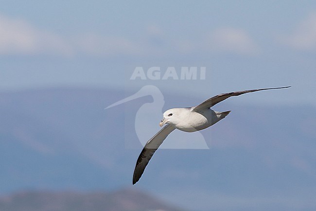 Northern Fulmar - Eissturmvogel - Fulmarus glacialis ssp. audubonii, Iceland, adult stock-image by Agami/Ralph Martin,