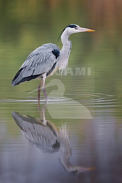 Blauwe Reiger in zit; Grey Heron perched stock-image by Agami/Daniele Occhiato,