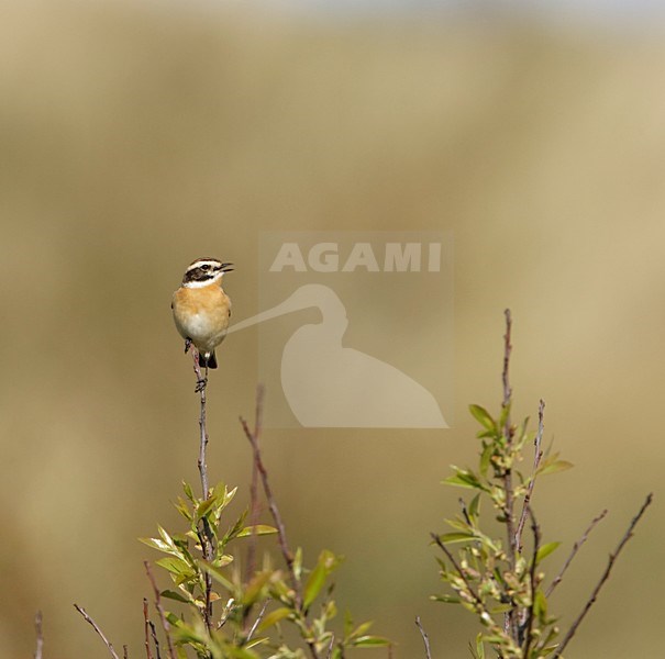 Mannetje Paapje; Male Winchat stock-image by Agami/Arie Ouwerkerk,