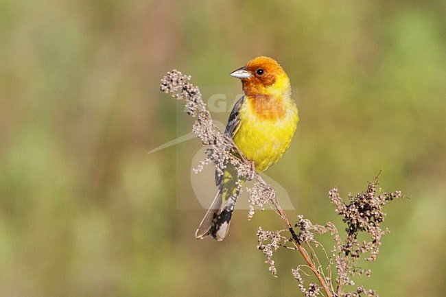 Bruinkopgors, Red-headed Bunting, Emberiza bruniceps stock-image by Agami/David Monticelli,